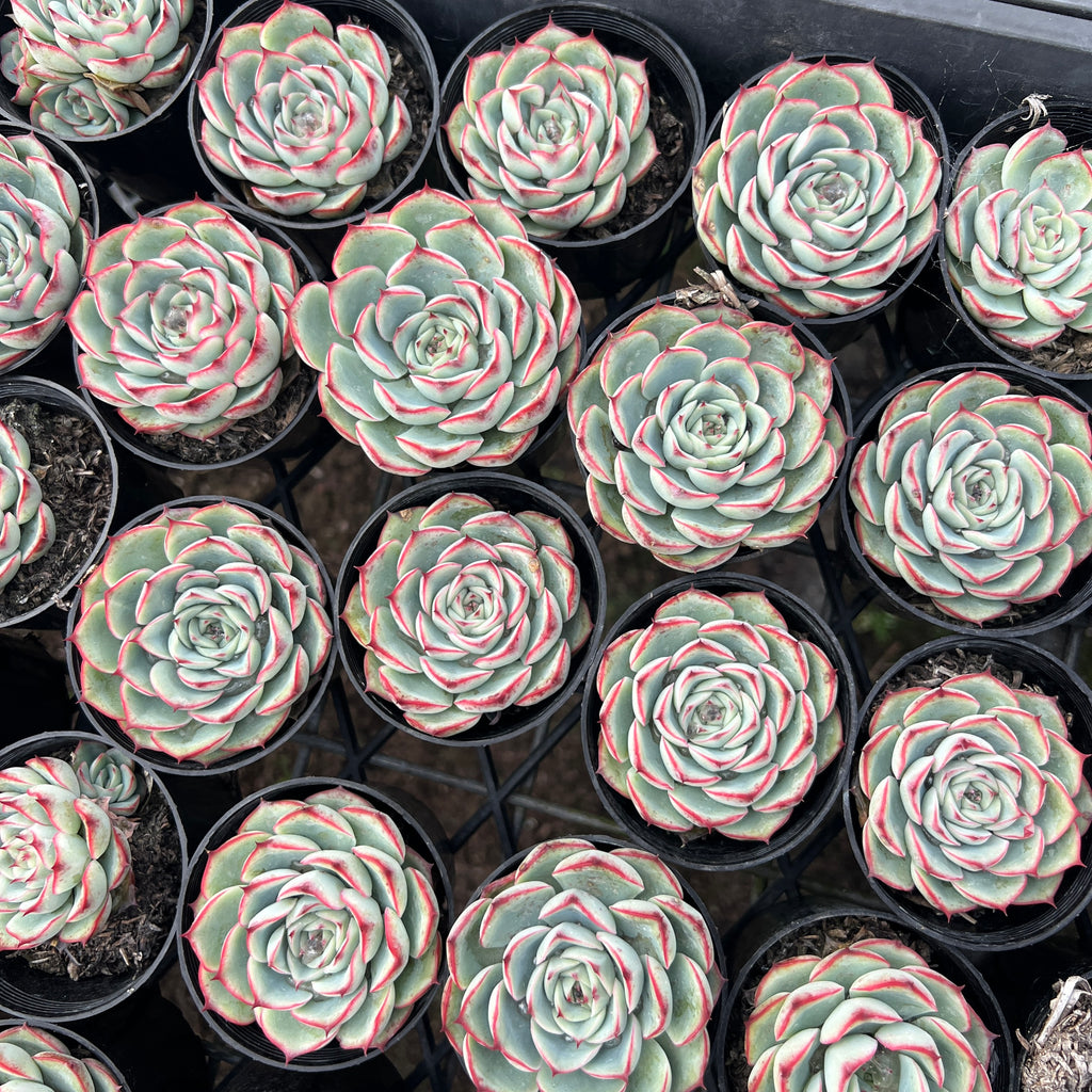 [PACK of 10 PLANTS] x Echeveria Crystal Surprise