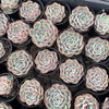 [PACK of 10 PLANTS] x Echeveria Crystal Surprise