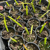 [PACK of 10 PLANTS] x Rhipsalis pentaptera