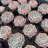 [PACK of 10 PLANTS] x Echeveria Crystal Surprise