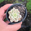 [PACK of 10 PLANTS] x Echeveria 'Tango' variegated