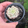 [PACK of 10 PLANTS] x Echeveria 'Tango' variegated