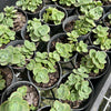 [WHOLESALE] PACK of 10 PLANTS x Sedum 'Lime Zinger'