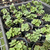 [PACK of 10 PLANTS] x Sedum 'Lime Zinger'