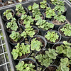 [PACK of 10 PLANTS] x Sedum 'Lime Zinger'