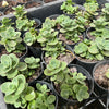 [WHOLESALE] PACK of 10 PLANTS x Sedum 'Lime Zinger'