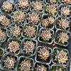 [PACK of 10 PLANTS] x Echeveria purpusorum (original)