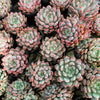 [PACK of 10 PLANTS] x Echeveria 'Texensis Rosea'