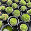 [PACK of 10 PLANTS] x Sempervivum Georgette