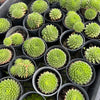 [PACK of 10 PLANTS] x Sempervivum Georgette