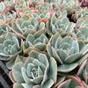 [PACK of 10 PLANTS] x Echeveria 'Cloudbrust'