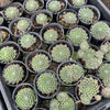[PACK of 10 PLANTS] x Sempervivum 'Skrocki's Beauty'