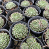 [PACK of 10 PLANTS] x Sempervivum 'Skrocki's Beauty'