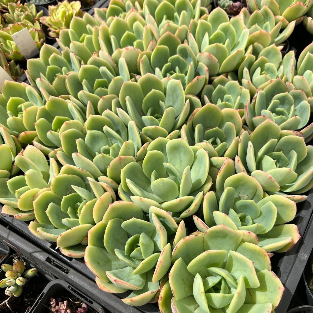 Echeveria 'Lemon and Lime' - (Special price $3)