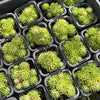 [PACK of 10 PLANTS] x Jovibarba hirta subsp allionii (w/pup)