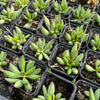 [PACK of 10 PLANTS] x Adromischus filicaulis subsp. marlothii