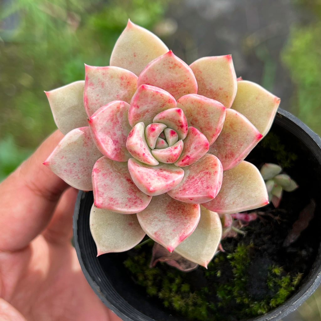 rose queen succulent Graptoveria 'Rose Queen' – LET LOVE GROW (Succulent & Cactus)