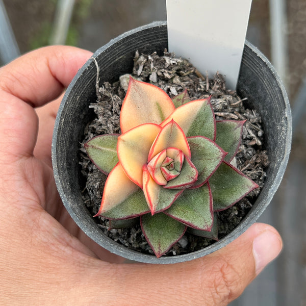 Echeveria Dionysos Monokerotis Variegation (SAME PLANT) #NO.3