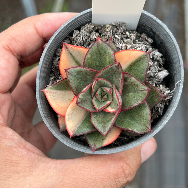 Echeveria Dionysos Monokerotis Variegation (SAME PLANT) #NO.4