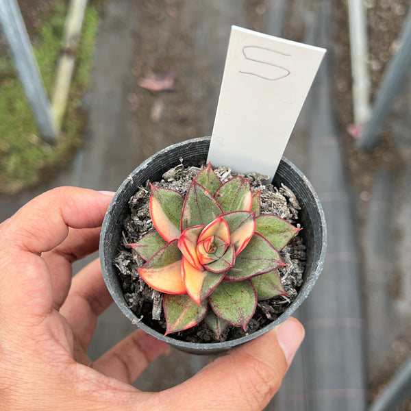 Echeveria Dionysos Monokerotis Variegation (SAME PLANT) #NO.5
