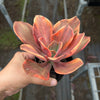 Echeveria 'Red Phoenix' Variegated (SAME PLANT) No.1