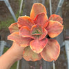 [PACK of 10 PLANTS] x  Echeveria 'Red Phoenix' Variegated