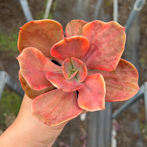 Echeveria 'Red Phoenix' Variegated (SAME PLANT) No.2