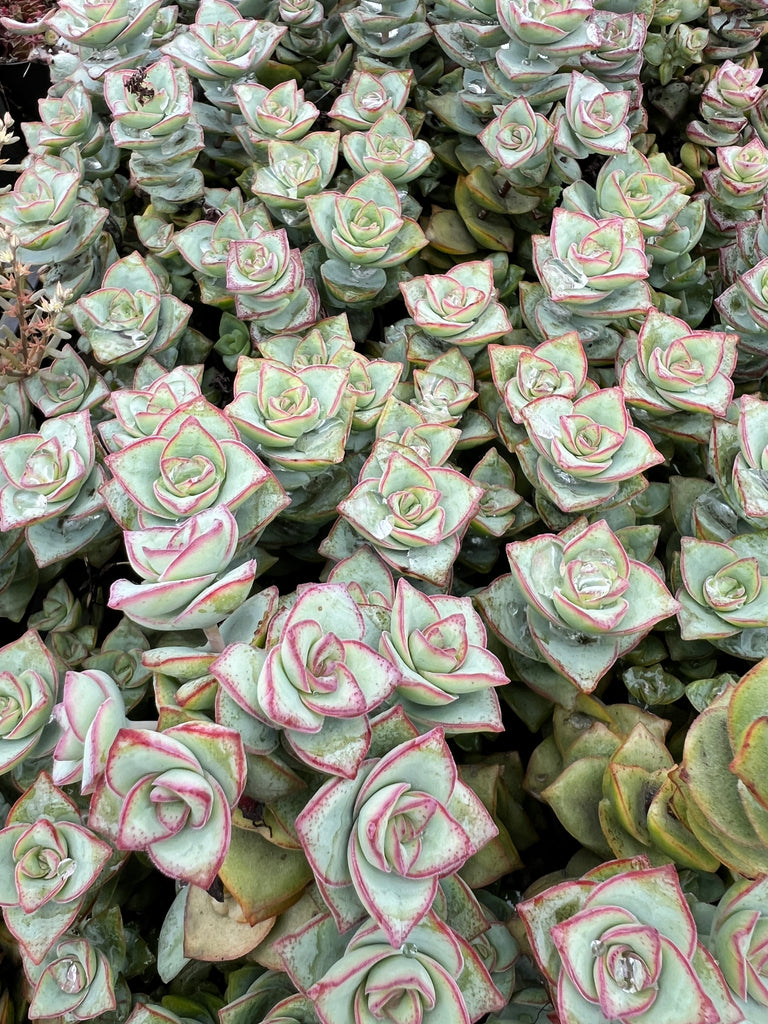 Crassula perforata 'Conjuncta' [Giant form] (1 x CUTTING)