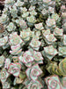 Crassula perforata 'Conjuncta' [Giant form] (1 x CUTTING)