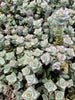 Crassula perforata 'Conjuncta' [Giant form] (1 x CUTTING)