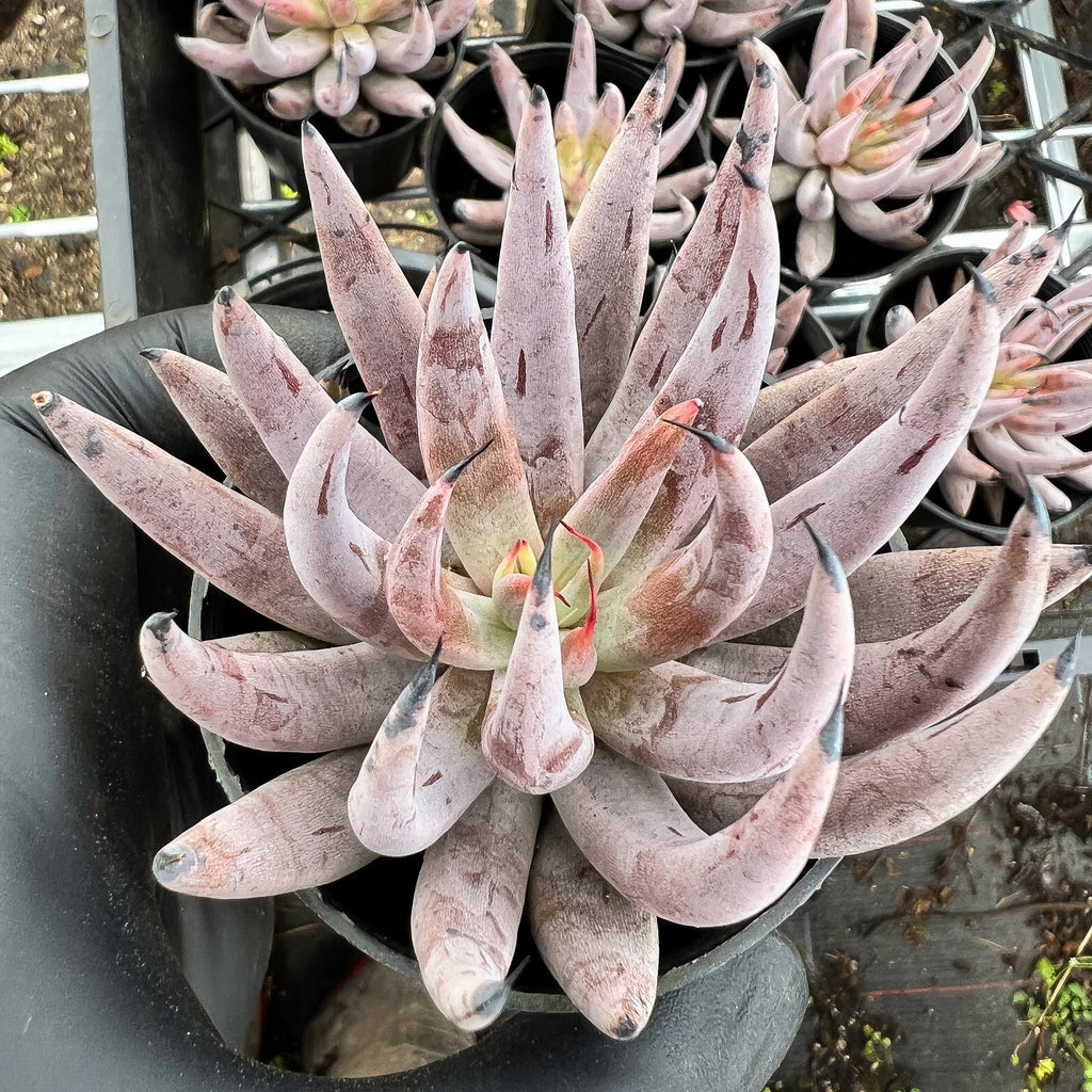 [PACK of 10 PLANTS] x  Echeveria unguiculata (WHITE FORM) (XS)