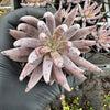 [PACK of 10 PLANTS] x  Echeveria unguiculata (WHITE FORM) (XS)