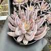 [PACK of 10 PLANTS] x  Echeveria unguiculata (WHITE FORM) (XS)