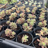 [PACK of 10 PLANTS] x Sedum Joyce Tulloch Variegated