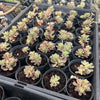 [PACK of 10 PLANTS] x Sedum Joyce Tulloch Variegated