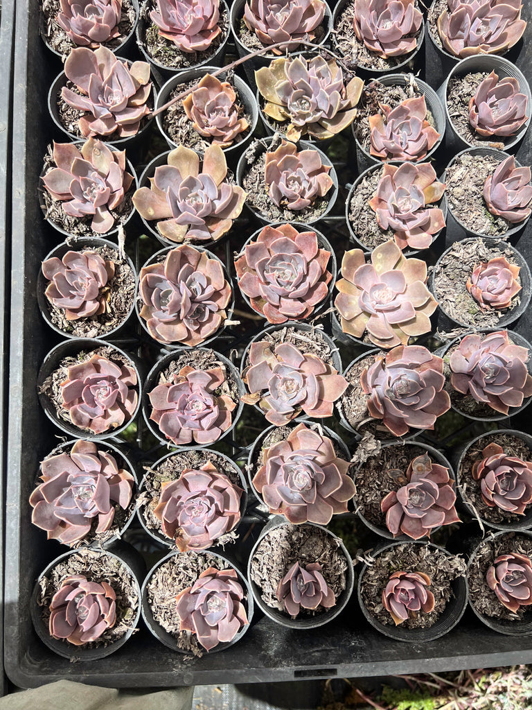 [PACK of 10 PLANTS] x  Echeveria 'Linda Jean' aka 'Rob Roy'