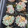 [PACK of 10 PLANTS] x Echeveria 'Hyalina's choice' (Multi heads)
