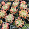 [PACK of 10 PLANTS] x Echeveria 'Dark Vader'