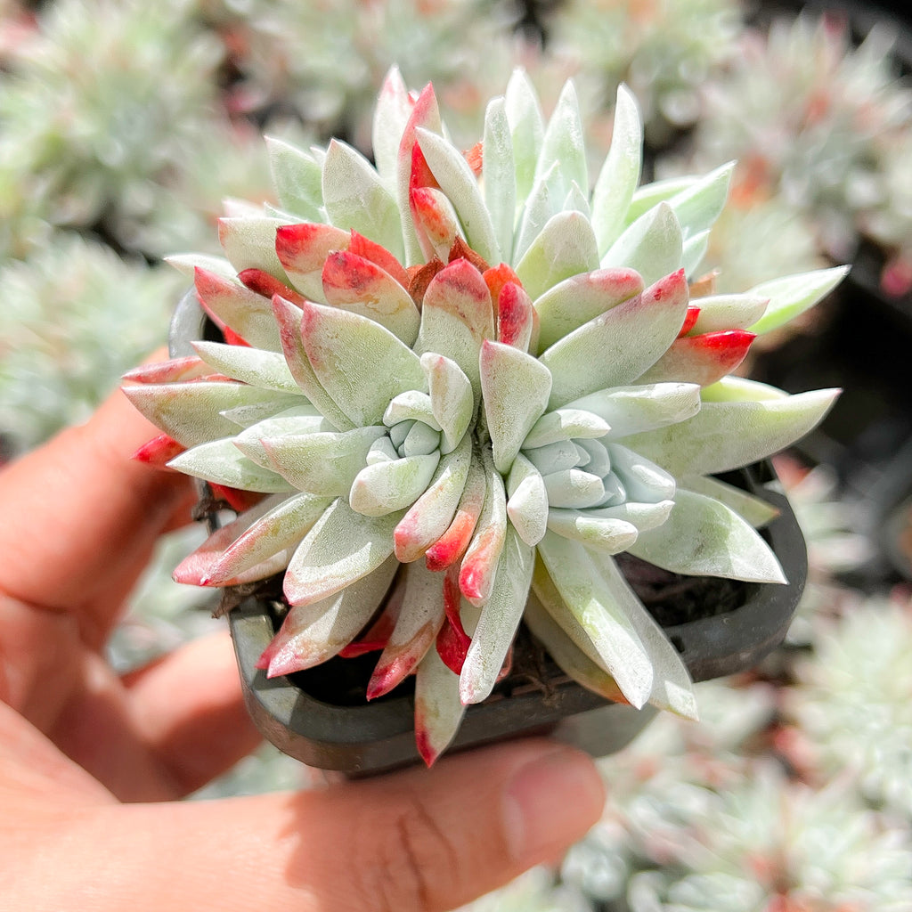 white sprite succulent care Dudleya gnoma 'White Sprite' (CLUSTER) – LET LOVE GROW (Succulent & Cactus)