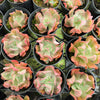 [PACK of 10 PLANTS] x Echeveria 'Dark Vader'