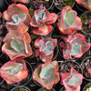 [PACK of 10 PLANTS] x Echeveria 'Etna' (YOUNG PLANT - NO BUMP)