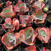 [PACK of 10 PLANTS] x Echeveria 'Etna' (YOUNG PLANT - NO BUMP)