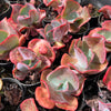 [PACK of 10 PLANTS] x Echeveria 'Etna' (YOUNG PLANT - NO BUMP)