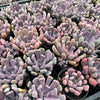 [WHOLESALE] PACK of 10 PLANTS x Graptoveria 'Topsy-Debbie' (aka Graptoveria 'Lilac Spoons')