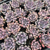 [WHOLESALE] PACK of 10 PLANTS x Graptoveria 'Topsy-Debbie' (aka Graptoveria 'Lilac Spoons')