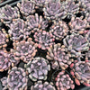 [PACK of 10 PLANTS] x Graptoveria 'Topsy-Debbie' (aka Graptoveria 'Lilac Spoons')