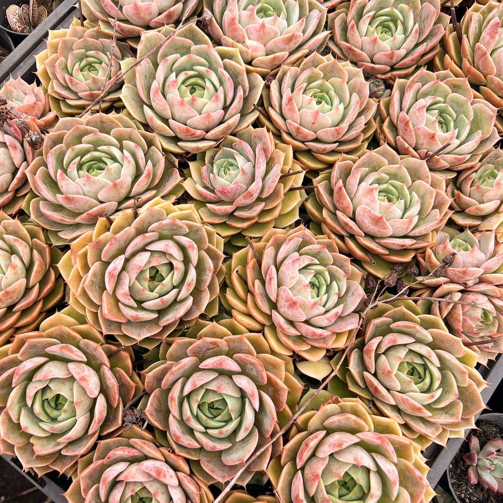 [PACK of 10 PLANTS] x Echeveria 'Lily'