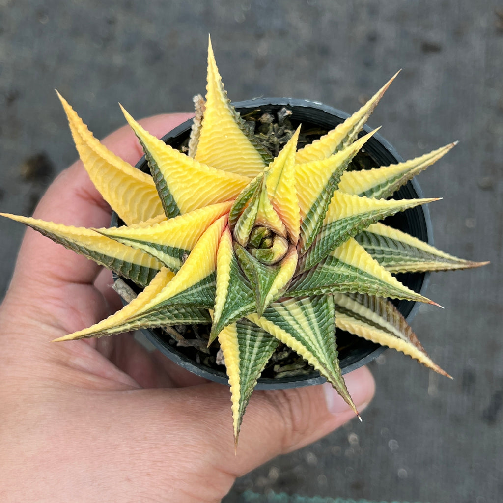 [PACK of 10 PLANTS] x  Haworthia limifolia f. variegata