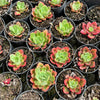 [PACK of 10 PLANTS] x Echeveria 'Noble Red'