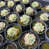 [PACK of 10 PLANTS] x  Echeveria Mebina variegated